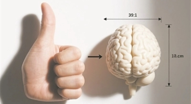 “拇指越長(zhǎng),腦子越大”是真的嗎