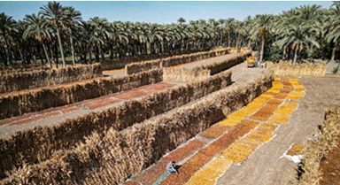 埃及:椰棗收獲季